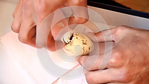 Zipping egg of newborn chick being born