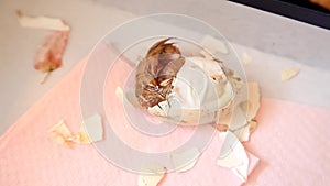 Zipping egg of newborn chick being born