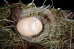 Zipping egg shell photo