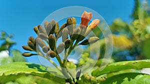 Ziricote Cordia sebestena flowering tree with orange flowers in Mexico