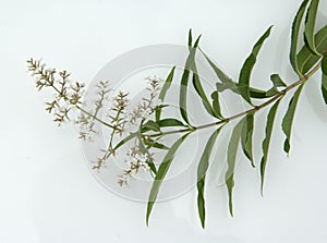 Zitronenverbene Verveine Lippia citrodora photo