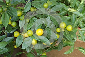 Zitrusfrucht Zitronenbaum mit frischen Zitronen photo