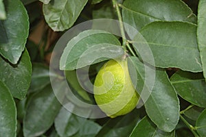 Zitrusfrucht Zitronenbaum mit frischen Zitronen photo