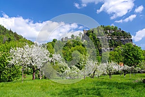 Zittau Mountains, the Oybin monastery in spring with apple trees