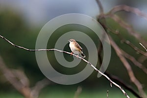 Zitting cisticola