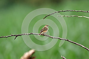 Zitting cisticola