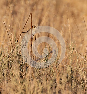 Zitting Cisticola