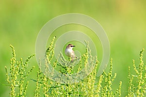 Zitting Cisticola