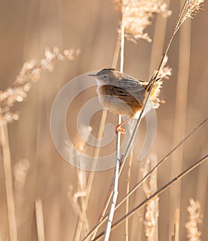 Zitting Cisticola against the light photo