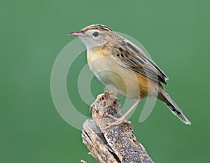 Zitting cisticola