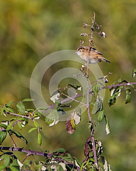 Zitting Cisticola on blackberry