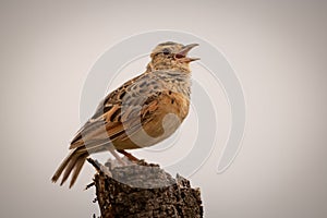 Zitting cisticola calls on dead tree stump