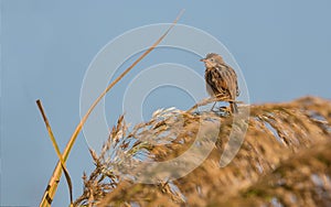 Zitting Cisticola on canes flowers