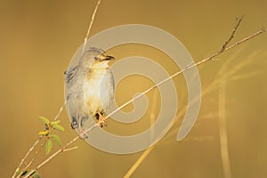Zitting cisticola with catchlight on dry branch