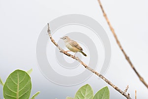 zitting cisticola