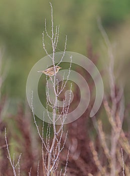 Zitting Cisticola on a dry bush