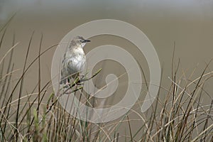 Zitting cisticola, Euthlypis lachrymosa