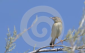 Zitting Cisticola, Greece