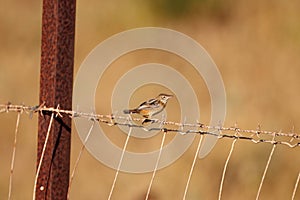 Zitting cisticola, Cisticola juncidis, at a fence