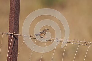 Zitting cisticola, Cisticola juncidis, at a fence