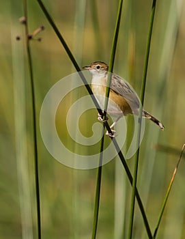 Zitting Cisticola