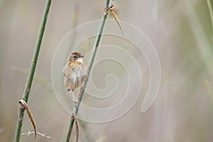 A Zitting cisticola perched at daytime on a twig in the grasslands of Algarve Portugal.