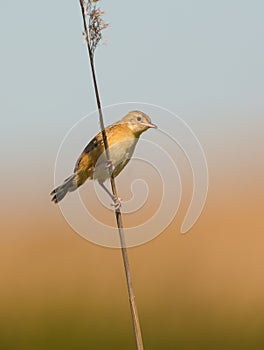 Zitting Cisticola perching on reed