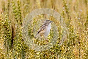 Zitting Cisticola perching on wheat spike photo