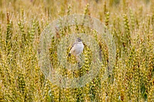 Zitting Cisticola perching on wheat spike photo