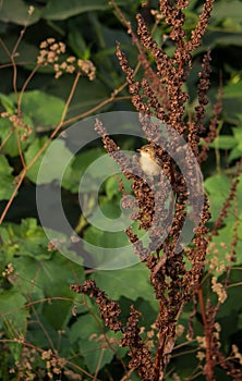 Zitting Cisticola on red bush