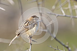 Zitting cisticola or Streaked fantail warbler