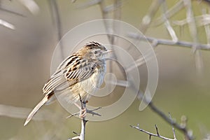 Zitting cisticola or Streaked fantail warbler photo