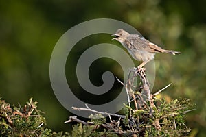 Zitting cisticola on whistling thorn opens beak