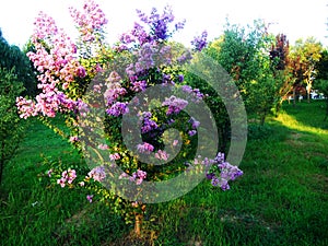 Ziwei flowers photo