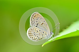 Zizeeria matsumura okinawana butterfly