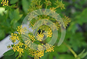 Zizia aurea, golden alexanders, golden zizia