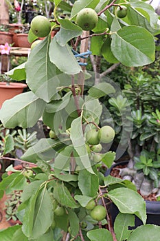 Ziziphus budhensis also called Buddha Chitta beads tree