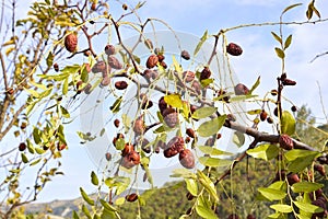 Ziziphus jujuba close up