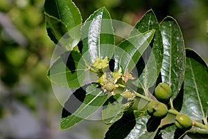 Ziziphus jujuba, Li Jujube, Chinese date