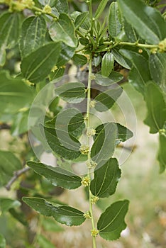 Ziziphus jujuba tree in bloom