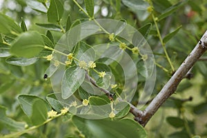 Ziziphus jujuba tree in bloom