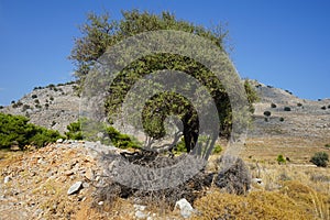 Ziziphus lotus tree growing on Lardos hill in August. Rhodes Island, Greece