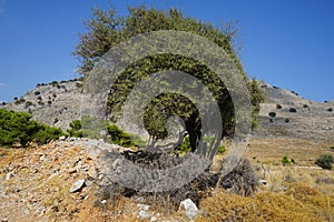 Ziziphus lotus tree growing on Lardos hill in August. Rhodes Island, Greece