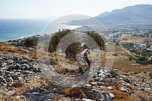 Ziziphus lotus tree growing on Lardos hill in August. Rhodes Island, Greece