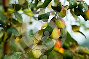 Ziziphus mauritiana, also known as Indian jujube, Indian plum Chinese date, and apple