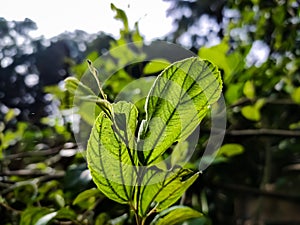 Ziziphus mauritiana, also known as Indian plum, Indian jujube, is a tropical fruit tree species belonging to the family Rhamnaceae