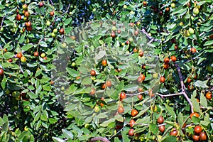 Ziziphus mauritiana Chinese date, ber, marmalade, Indian plum tropical fruit tree. the cultivation of berries