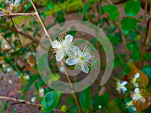 Ziziphus mauritiana flower in the garden