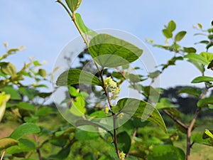 Ziziphus mauritiana flowers.