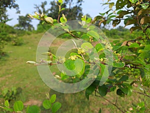 Ziziphus mauritiana flowers.